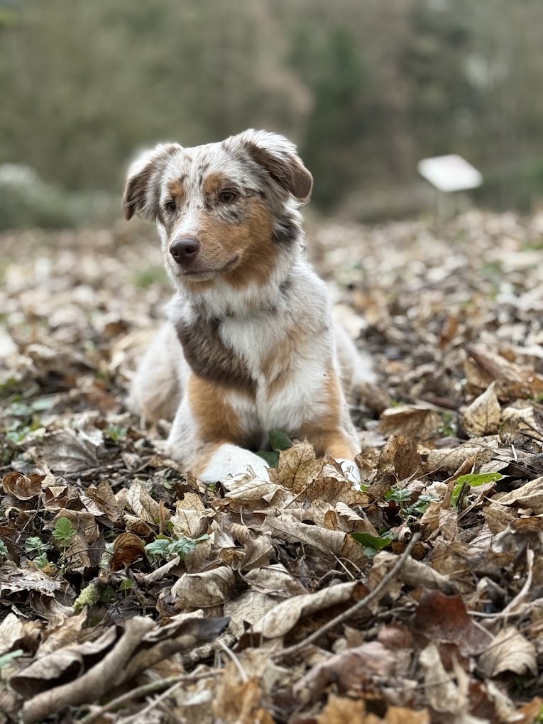 Berger australien red merle en séance en extérieur
