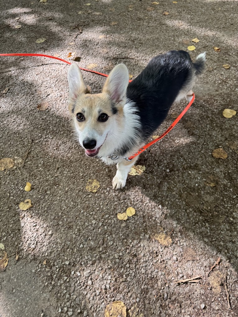 Chiot corgi en balade éducative